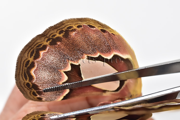 Rothschildia erycina erycina A1 ♀ - Image 5