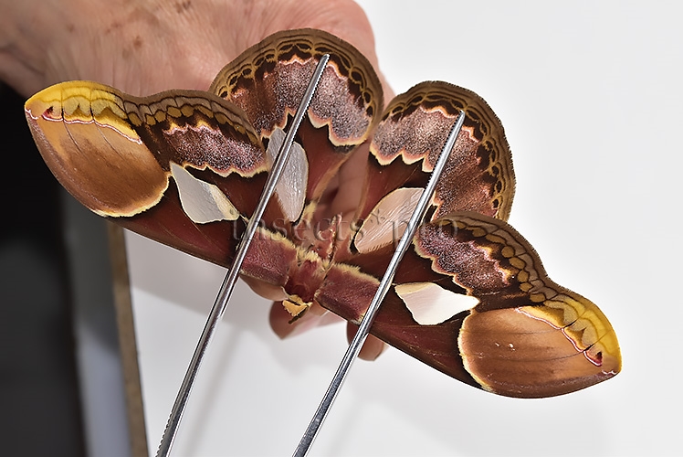 Rothschildia erycina erycina A1 ♀