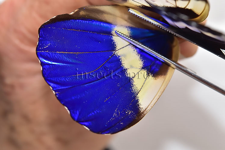Morpho rhetenor helena ♂ GOOD PRICE - Image 4