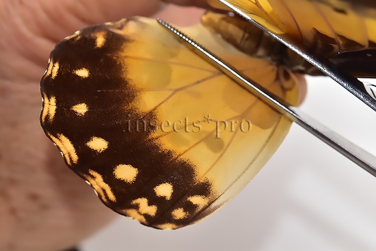Morpho rhetenor helena A1 ♀ - Image 4