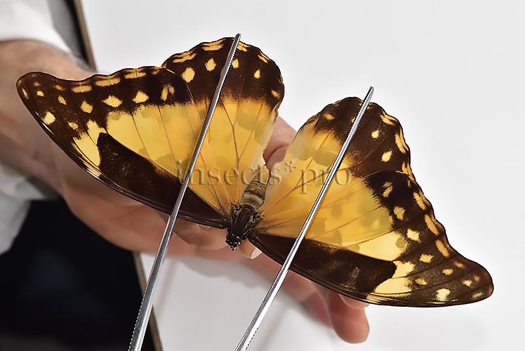 Morpho rhetenor helena A1 ♀