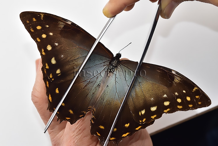 Morpho amphitryon cinereus ♂ GOOD PRICE - Image 4