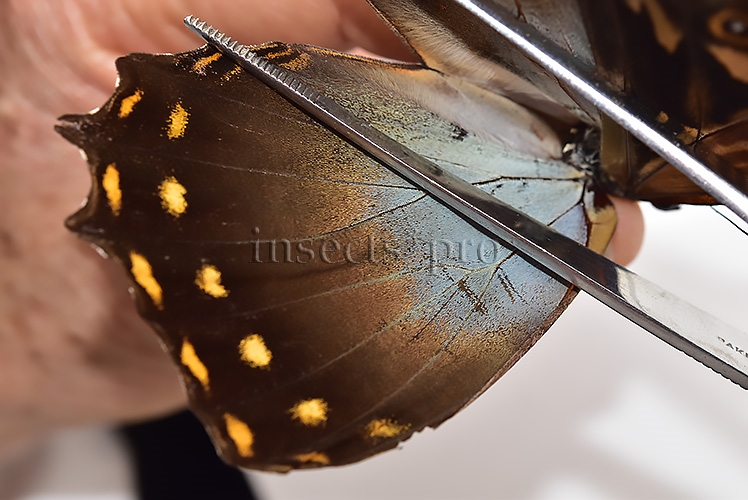 Morpho amphitryon cinereus ♂ GOOD PRICE - Image 5