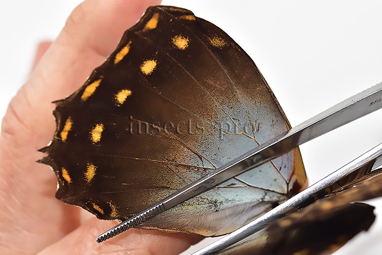 Morpho amphitryon cinereus ♂ GOOD PRICE - Image 6