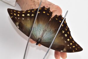 Morpho amphitryon cinereus ♂ GOOD PRICE