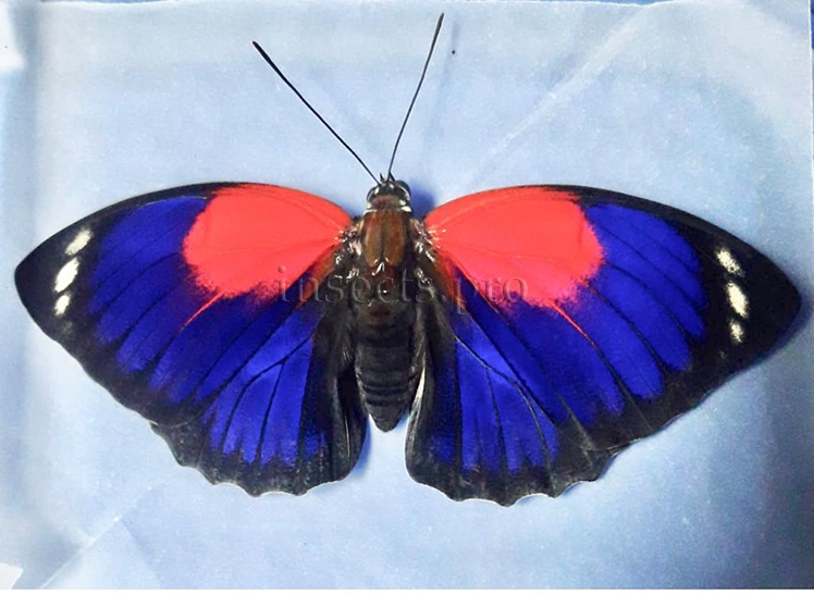 Agrias pericles rubella A1 ♀ RARE FROM AMAZONAS STATE
