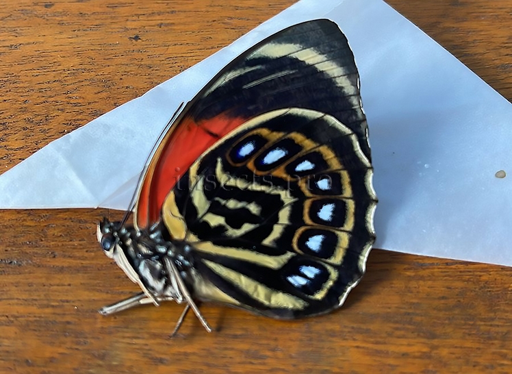 Agrias pericles rubella A1 ♀ RARE FROM AMAZONAS STATE - Image 2