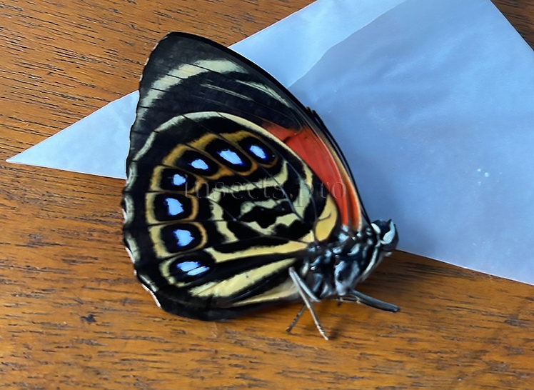 Agrias pericles rubella A1 ♀ RARE FROM AMAZONAS STATE - Image 3