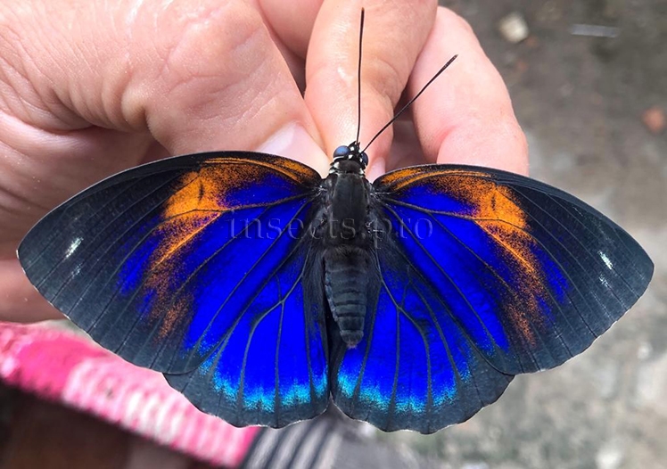 Agrias phalcidon excelsior f. jupiter A1 ♀ TONANTINS