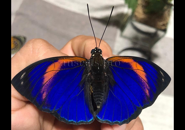 Agrias phalcidon excelsior f. jupiter A1 ♂ TONANTINS
