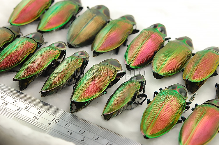 :::BULK SALE:::: Euchroma gigantea A1 JEWEL BEETLES - Image 2
