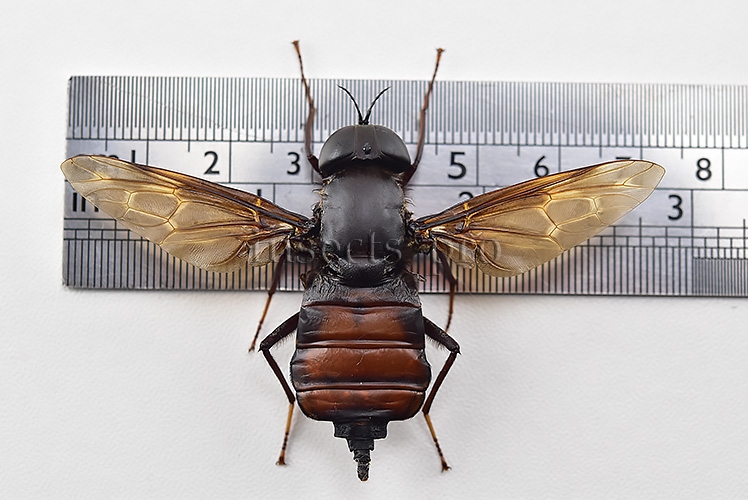 Pantophthalmus sp. A1 ♀ LARGE GADFLY 70mm WINGSPAN - Image 2
