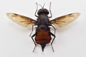 Pantophthalmus sp. ♀ LARGE GADFLY 67mm WINGSPAN