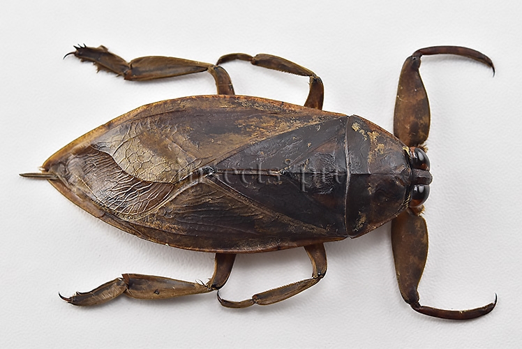 Belostomatidae spp. A1 73mm GIANT WATER BUG