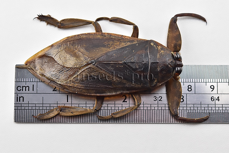 Belostomatidae spp. A1 73mm GIANT WATER BUG - Image 2