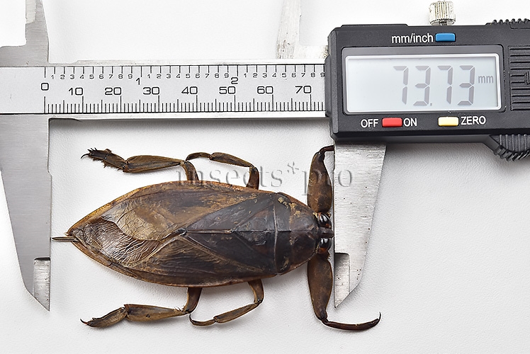 Belostomatidae spp. A1 73mm GIANT WATER BUG - Image 3