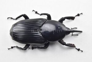 Rhynchophorus palmarum A1  LARGE SPECIMEN 58mm