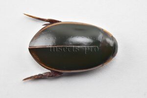 Belostomatidae spp. A1 39mm WATER BUG