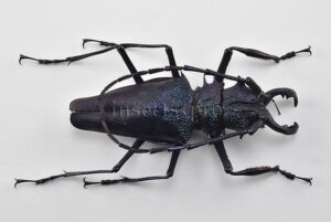 Psalidognathus superbus A1 ♂ LARGE SPECIMEN 68mm