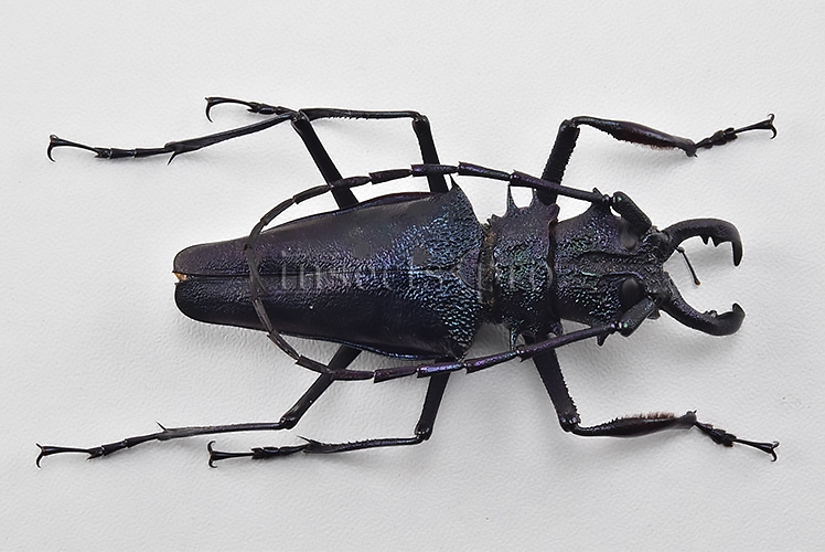Psalidognathus superbus A1 ♂ LARGE SPECIMEN 68mm