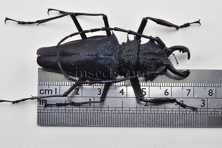Psalidognathus superbus A1 ♂ LARGE SPECIMEN 68mm - Image 2
