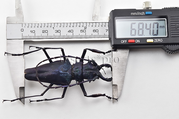 Psalidognathus superbus A1 ♂ LARGE SPECIMEN 68mm - Image 3