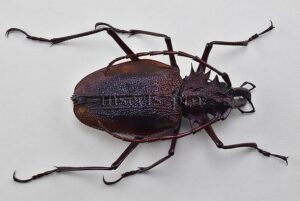 Psalidognathus superbus A1 ♀ 58mm