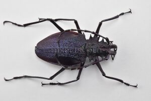 Psalidognathus superbus A1 ♀ 57mm