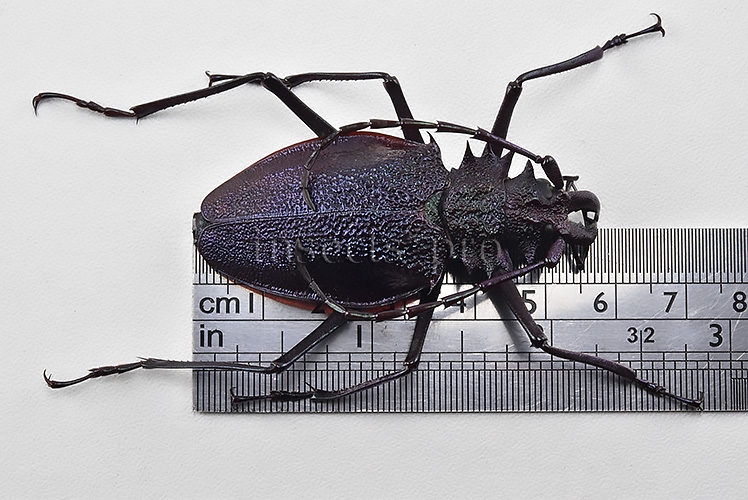 Psalidognathus superbus A1 ♀ 57mm - Image 2
