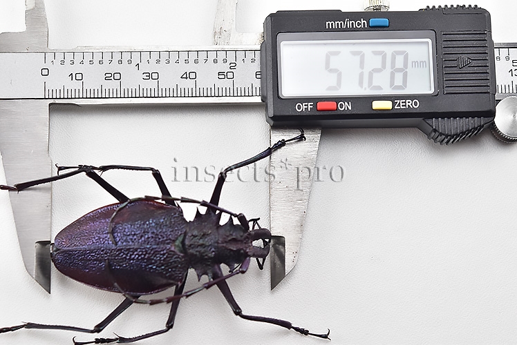 Psalidognathus superbus A1 ♀ 57mm - Image 3