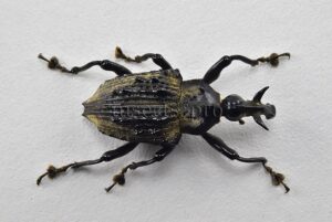 Cratosomus sp. A1 ♂ 26mm