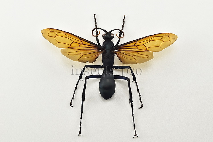 Pepsis sp. ♂ MONSTER WASP 115mm WINGSPAN - Image 2