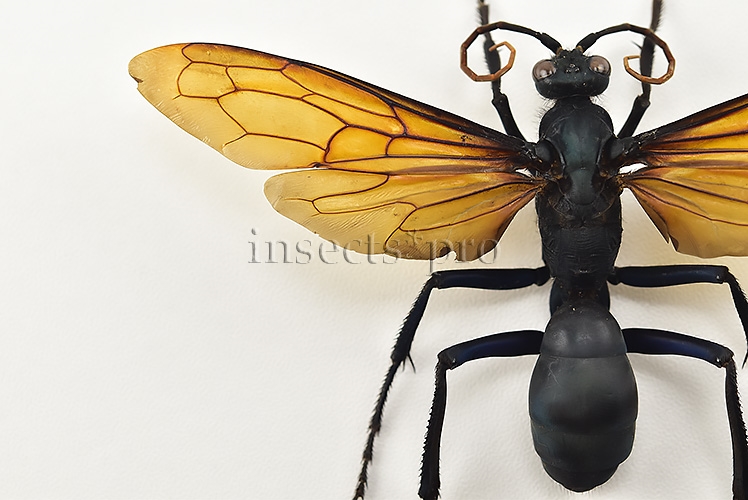 Pepsis sp. ♂ MONSTER WASP 115mm WINGSPAN - Image 3