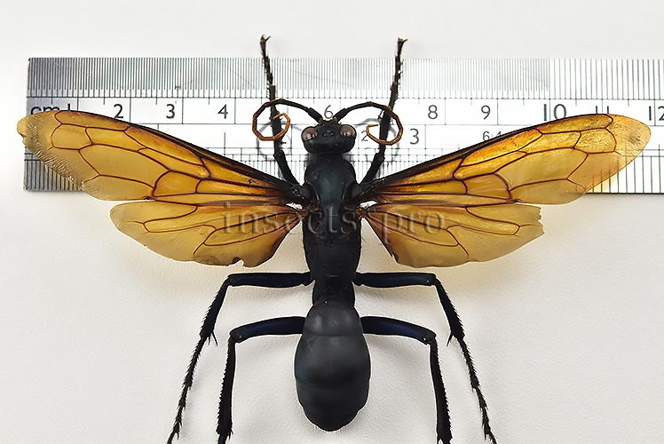 Pepsis sp. ♂ MONSTER WASP 115mm WINGSPAN - Image 4