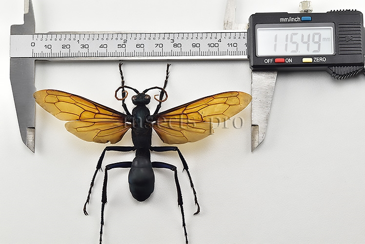 Pepsis sp. ♂ MONSTER WASP 115mm WINGSPAN