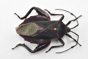Coreidae spp. A1