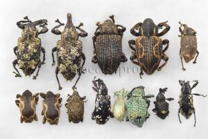 Curculionidae spp. A1 ♂♀ MIXED SPECIMENS SET of 13 sp.