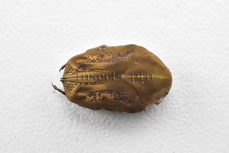 Gymnetis sp. RARE 13mm
