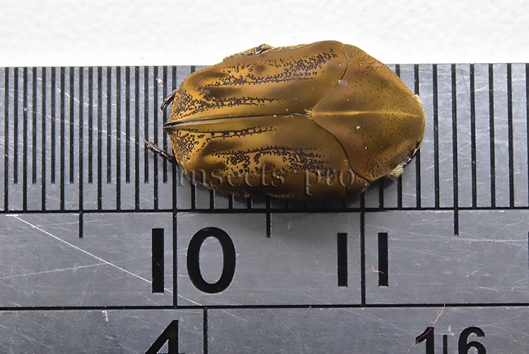 Gymnetis sp. RARE 13mm - Image 2