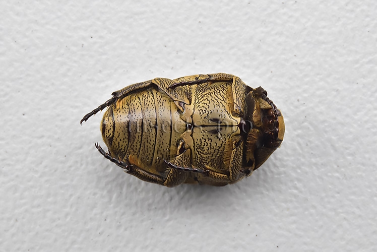 Gymnetis sp. RARE 13mm - Image 3