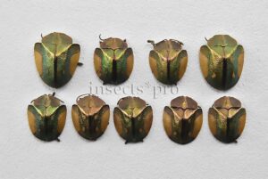Cassidinae spp. A1 ♂♀ SET of 9 sp.