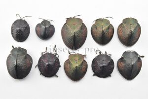 Cassidinae spp. A1 ♂♀ MIXED SPECIMENS SET of 10 sp.
