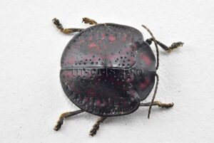 Cassidinae spp. A1  15mm