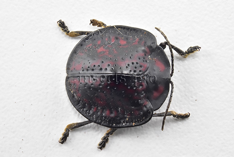 Cassidinae spp. A1 15mm