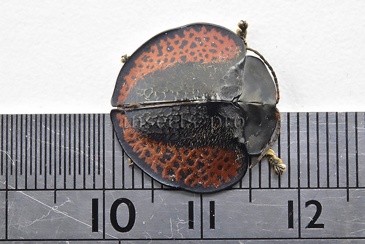 Cassidinae spp. A1 17mm - Image 2