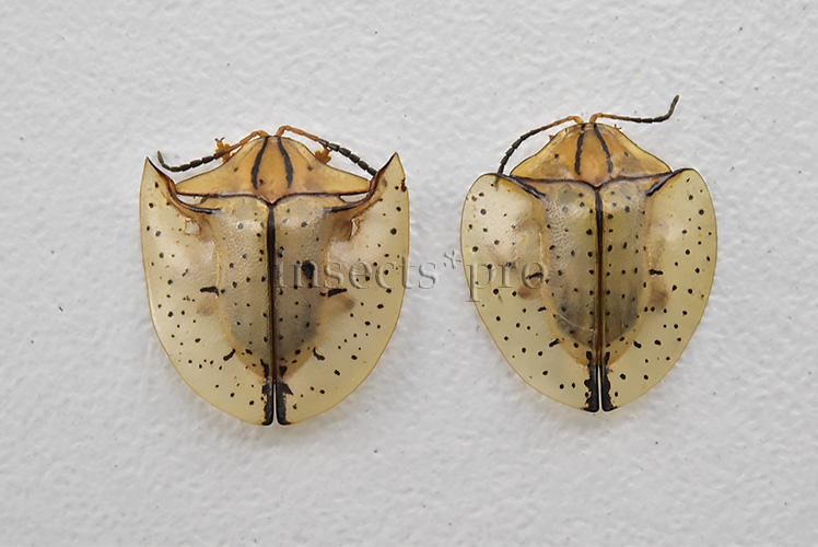 Cassidinae spp. A1 12mm SIZE SET of 2 sp.
