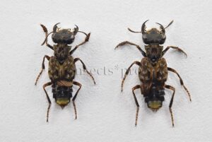 Staphylinidae spp. A1  LARGE JAWS SET of 2 sp.