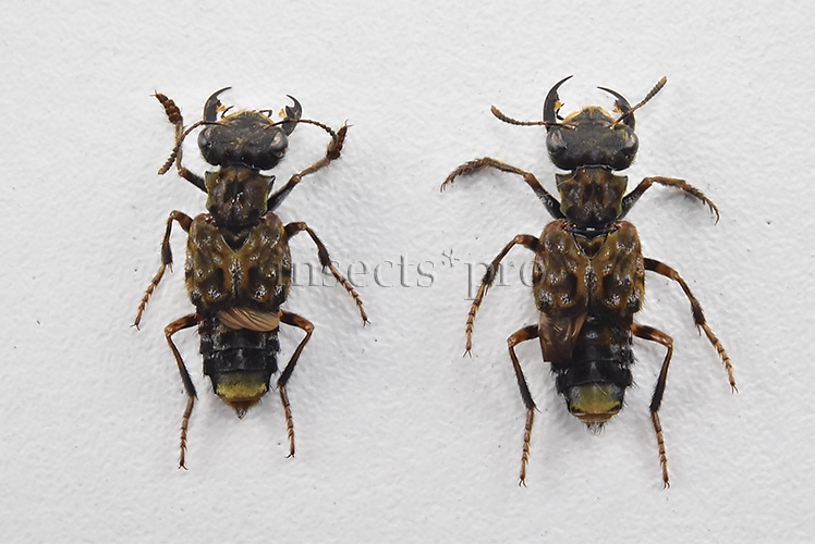 Staphylinidae spp. A1 LARGE JAWS SET of 2 sp.
