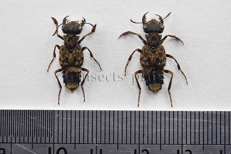Staphylinidae spp. A1 LARGE JAWS SET of 2 sp. - Image 2