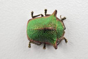 Omocerus sp. A1  RARE SP1 12mm